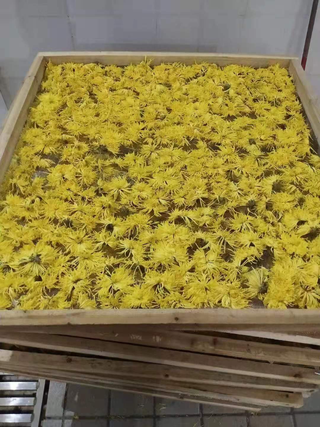 國藥菊花烘干